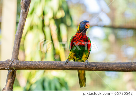 Rainbow Lorikeet parrots in a green park. Bird 65780542
