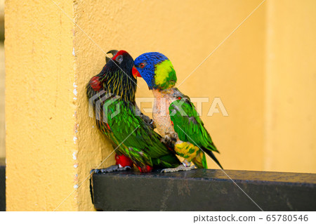 Mating games Rainbow Lorikeet. A faded parrot 65780546