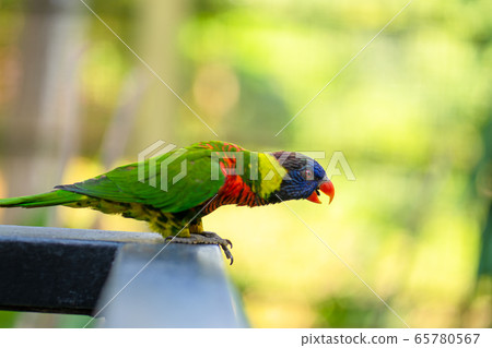 Rainbow Lorikeet parrots in a green park. Bird Rainbow Lorikeet parrots in a green park. Bird 65780567