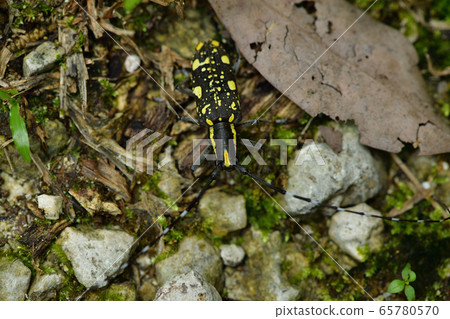 Ishigaki Kiboshi Kamikiri 65780570