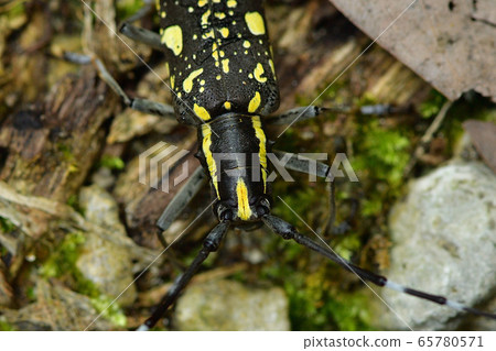 Ishigaki Kiboshi Kamikiri 65780571