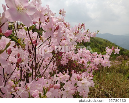 Light pink azalea Light pink azalea 65780580