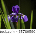 Iris flower 65780590