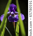 Iris flower 65780591
