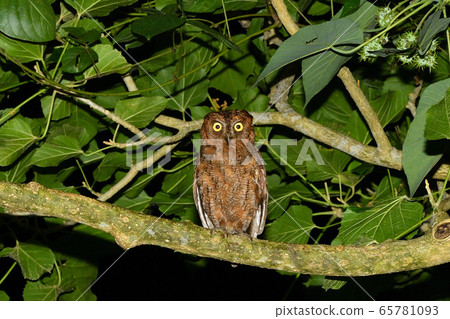 琉球角在晚上琉球角cop在晚上 65781093