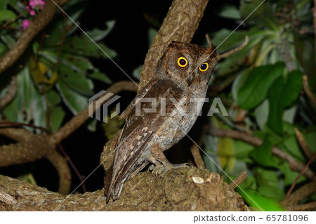 Ryukyu scops owl Ryukyu scops owl at night 65781096