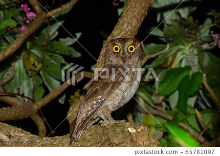 Ryukyu scops owl Ryukyu scops owl at night 65781097