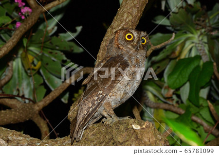 琉球角在晚上琉球角cop在晚上 65781099