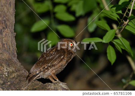 琉球角在晚上琉球角cop在晚上 琉球角在晚上琉球角cop在晚上 65781106