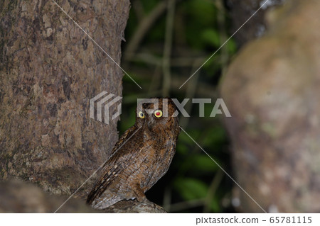 Ryukyu scops owl Ryukyu scops owl at night Ryukyu scops owl Ryukyu scops owl at night 65781115