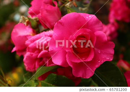 玫瑰紅粉紅玫瑰 玫瑰紅粉紅玫瑰 65781200