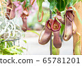 Nepenthes, carnivorous plants that bloom in the botanical garden during the day 65781201