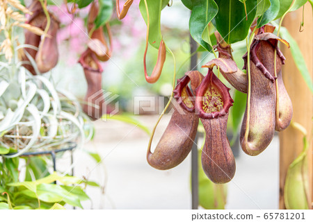 白天在植物園中開花的豬籠草,食肉植物 白天在植物園中開花的豬籠草,食肉植物 65781201