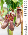 Nepenthes, carnivorous plants that bloom in the botanical garden during the day 65781202
