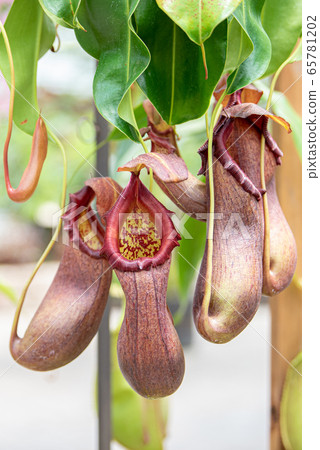 Nepenthes, carnivorous plants that bloom in the botanical garden during the day Nepenthes, carnivorous plants that bloom in the botanical garden during the day 65781202