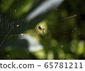 Spider 65781211