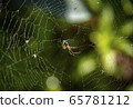 Spider 65781212
