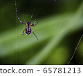 Spider 65781213