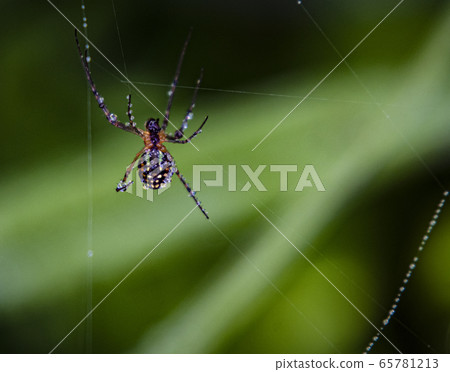 Spider Spider 65781213