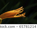 Spider 65781214