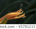 Spider 65781215