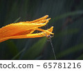 Spider 65781216