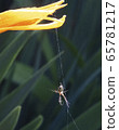 Spider 65781217
