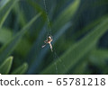 Spider 65781218
