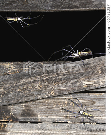 Halloween background with old wooden boards and 65781387