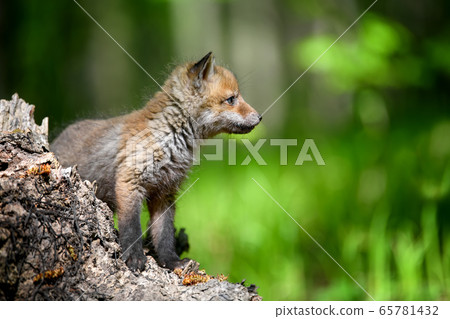 Red Fox Vulpes Vulpes Small Young Cub On Stump Stock Photo