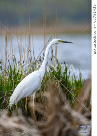White heron, Great Egret, standing on the lake. 65781439
