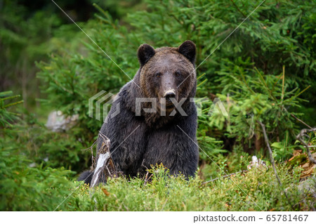 Big brown bear in the forest. Dangerous animal in Big brown bear in the forest. Dangerous animal in 65781467