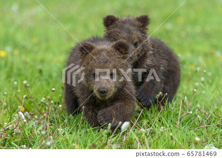 Bear cub in spring grass. Dangerous small animal Bear cub in spring grass. Dangerous small animal 65781469