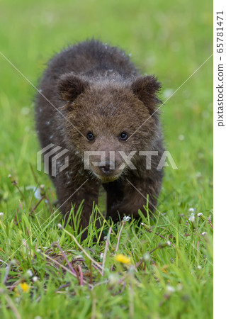 Bear cub in spring grass. Dangerous small animal Bear cub in spring grass. Dangerous small animal 65781471