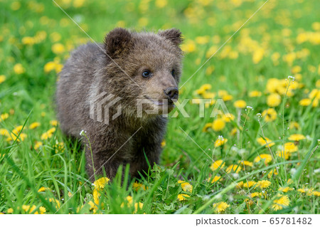 Bear cub in spring grass. Dangerous small animal 65781482