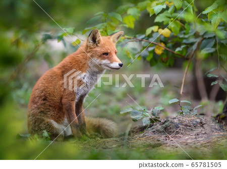 Red Fox, beautiful animal on green vegetation in Red Fox, beautiful animal on green vegetation in 65781505