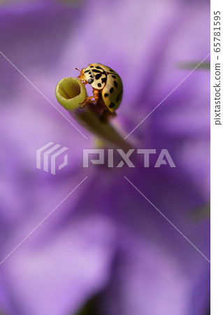 Nami-tentou Asian ladybird beetle perched on a beautiful flower 65781595