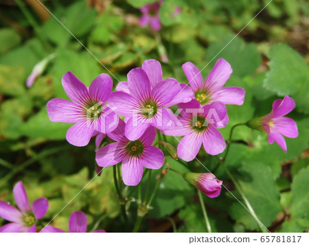 紫Ox草紫wood漿草 65781817