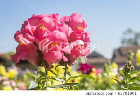 Pink Snapdragon Flowers or Antirrhinum Majus in Garden in Close up View Pink Snapdragon Flowers or Antirrhinum Majus in Garden in Close up View 65781901
