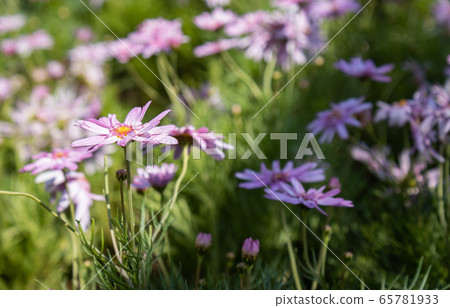 Pink Chrysanthemum or Mums Flowers with Natural Light on Left View Pink Chrysanthemum or Mums Flowers with Natural Light on Left View 65781933