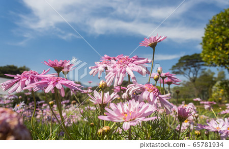 Pink Chrysanthemum or Mums Flowers with Natural Light on Blue Sky Pink Chrysanthemum or Mums Flowers with Natural Light on Blue Sky 65781934