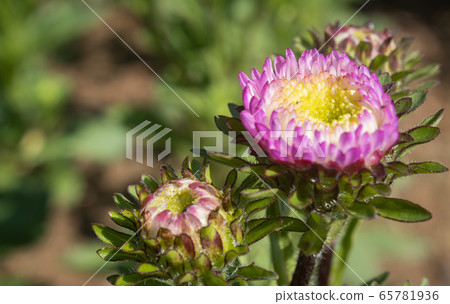 Pink Chrysanthemum or Mums Flowers in Garden with Natural Light on Right Frame 65781936