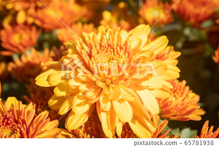 Orange Chrysanthemum or Mums Flowers in Garden with Natural Light on Center Frame 65781938