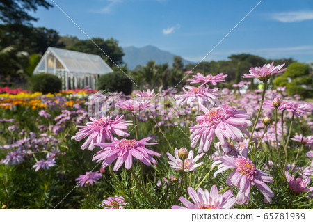 Pink Chrysanthemum or Mums Flowers and Flower House on Blue Sky Pink Chrysanthemum or Mums Flowers and Flower House on Blue Sky 65781939