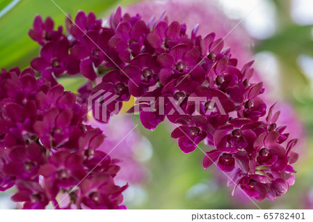 Orchid flower in orchid garden at winter or spring day for decoration Orchid flower in orchid garden at winter or spring day for decoration 65782401