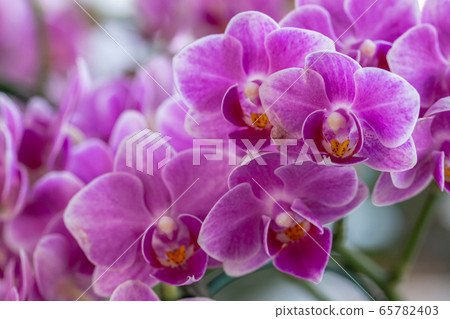 Orchid flower in orchid garden at winter or spring day for decoration 65782403