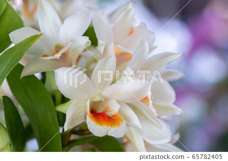 Orchid flower in orchid garden at winter or spring day for decoration 65782405