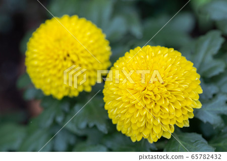 Pompom chrysanthemums flower in garden at sunny summer or spring day 65782432