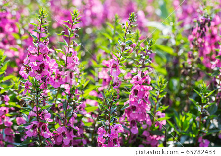 Angelonia Serena flower in garden at sunny summer or spring day. 65782433