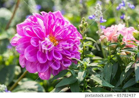 Pink flower and green leaf in garden at sunny summer or spring day 65782437